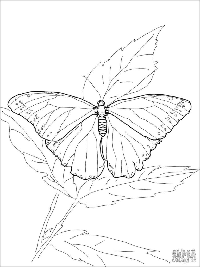 Blue Morpho Butterfly Coloring Page Coloringbay