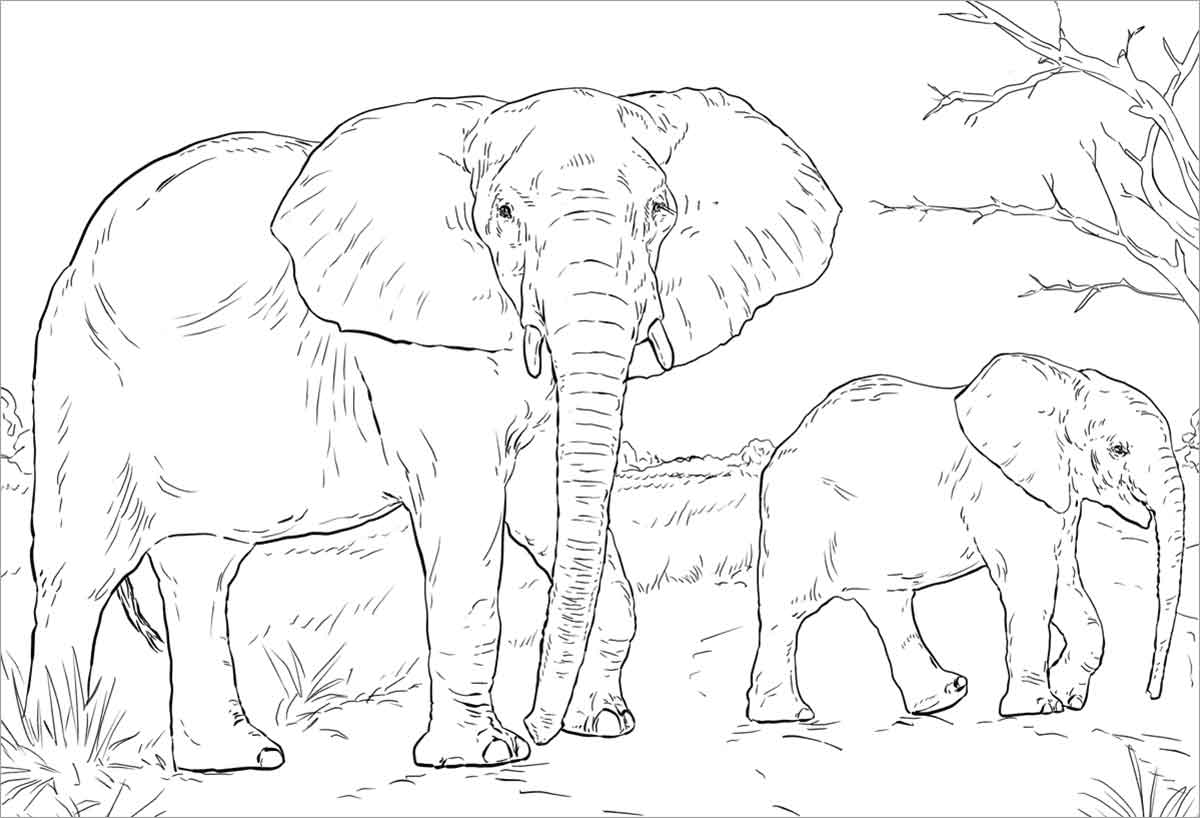 African Elephant Moms and Baby Coloring Page