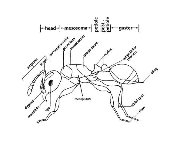 Ant Body Parts Coloring Page