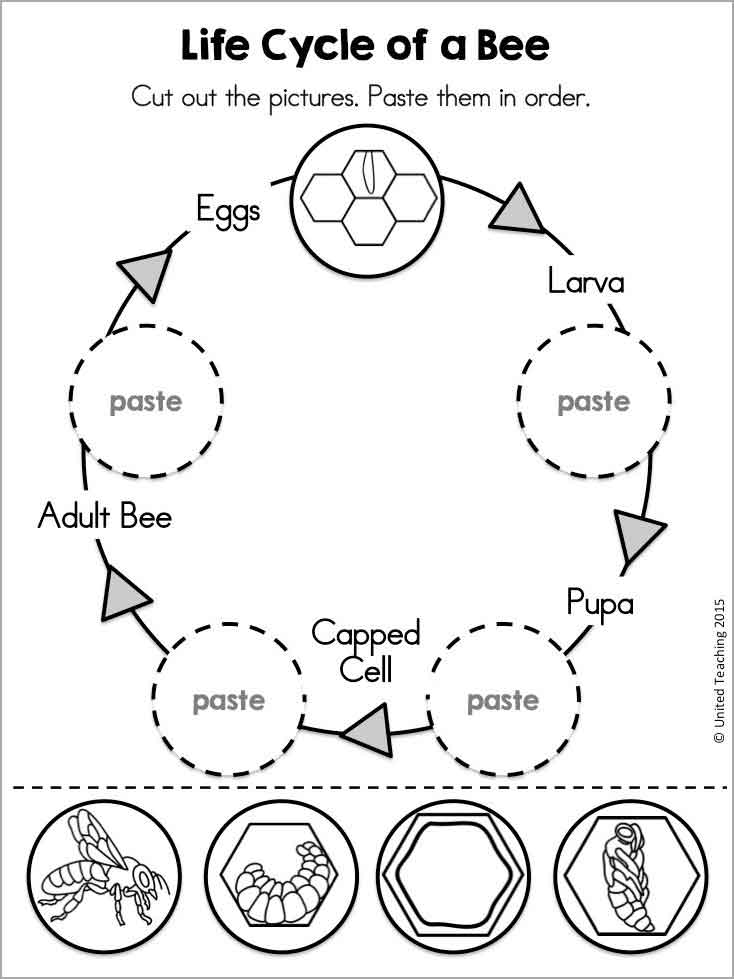 Bee Life Cycle Coloring Page