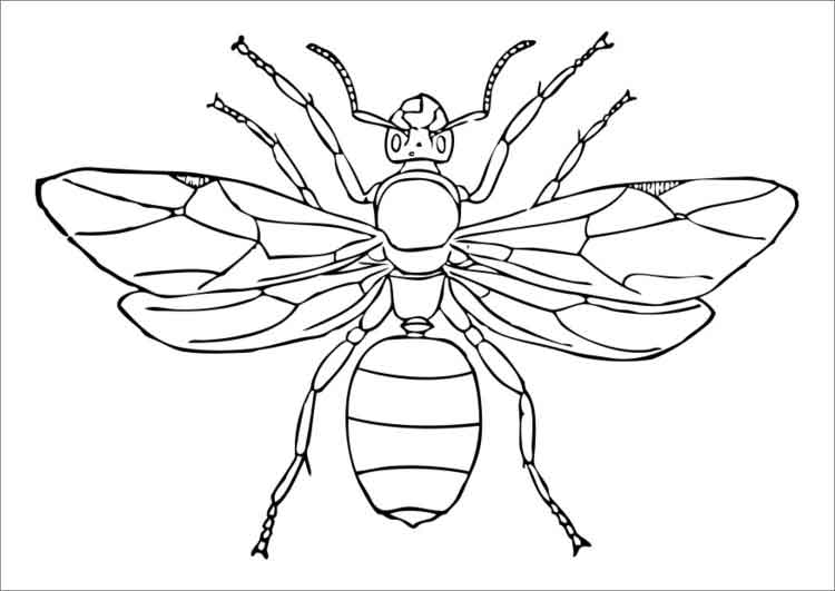 Queen Ant Coloring Page