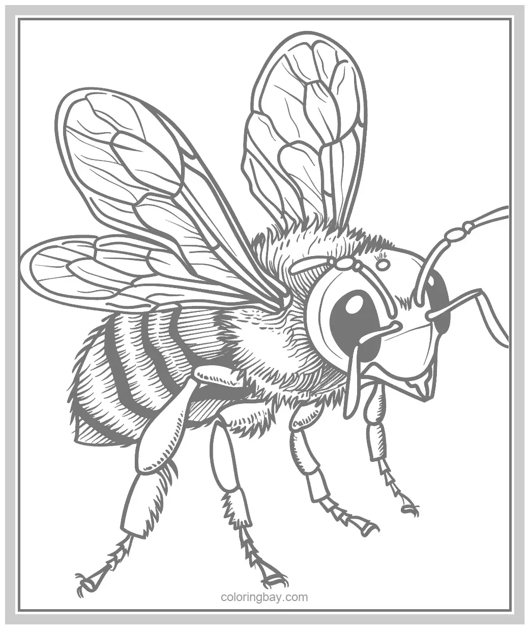 Wasp Coloring Pages