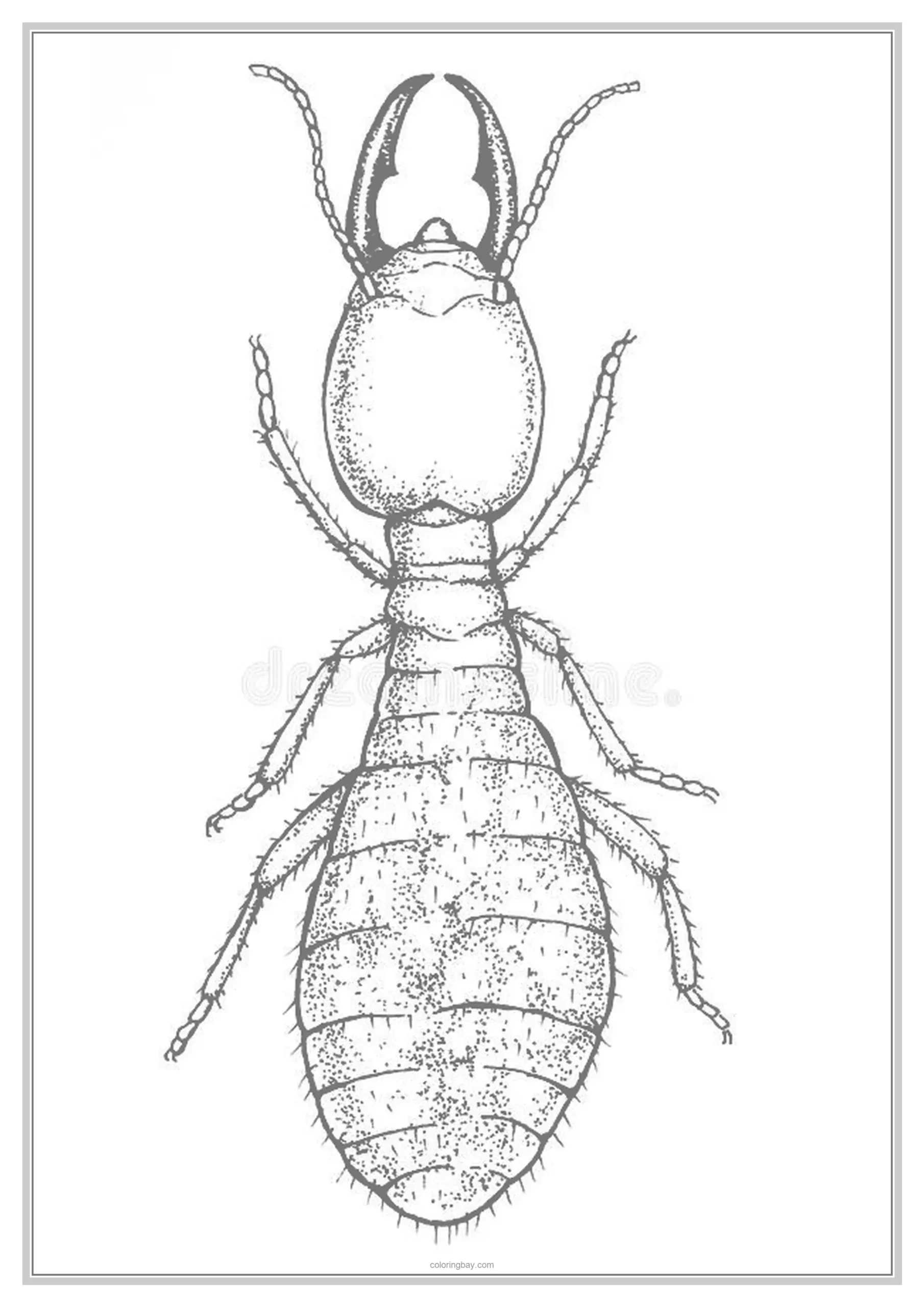 Termites Underground Animals Coloring Page
