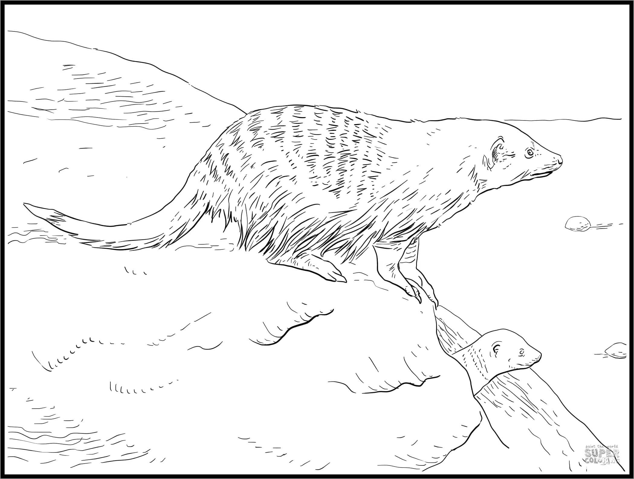 African Banded Mongoose Coloring Page