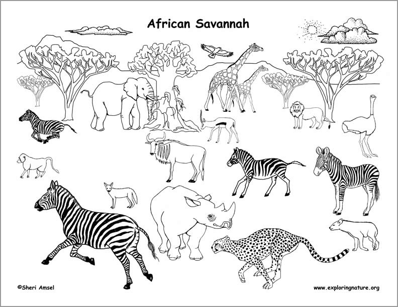 African Grassland Animals Coloring Pages