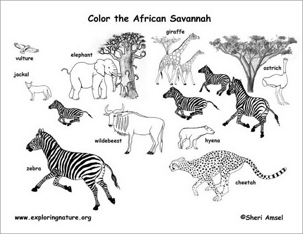African Grassland Animals Coloring Pages   ColoringBay