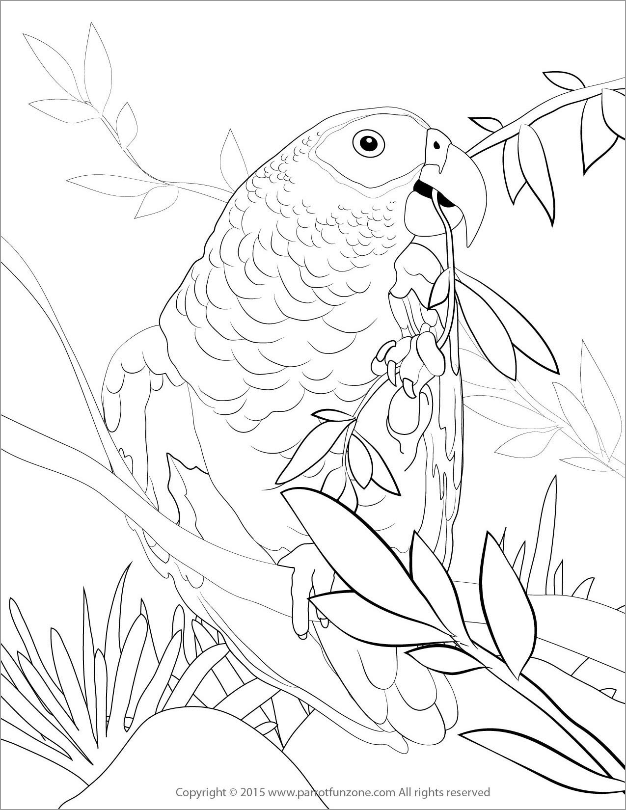 African Grey Parrot Coloring Page