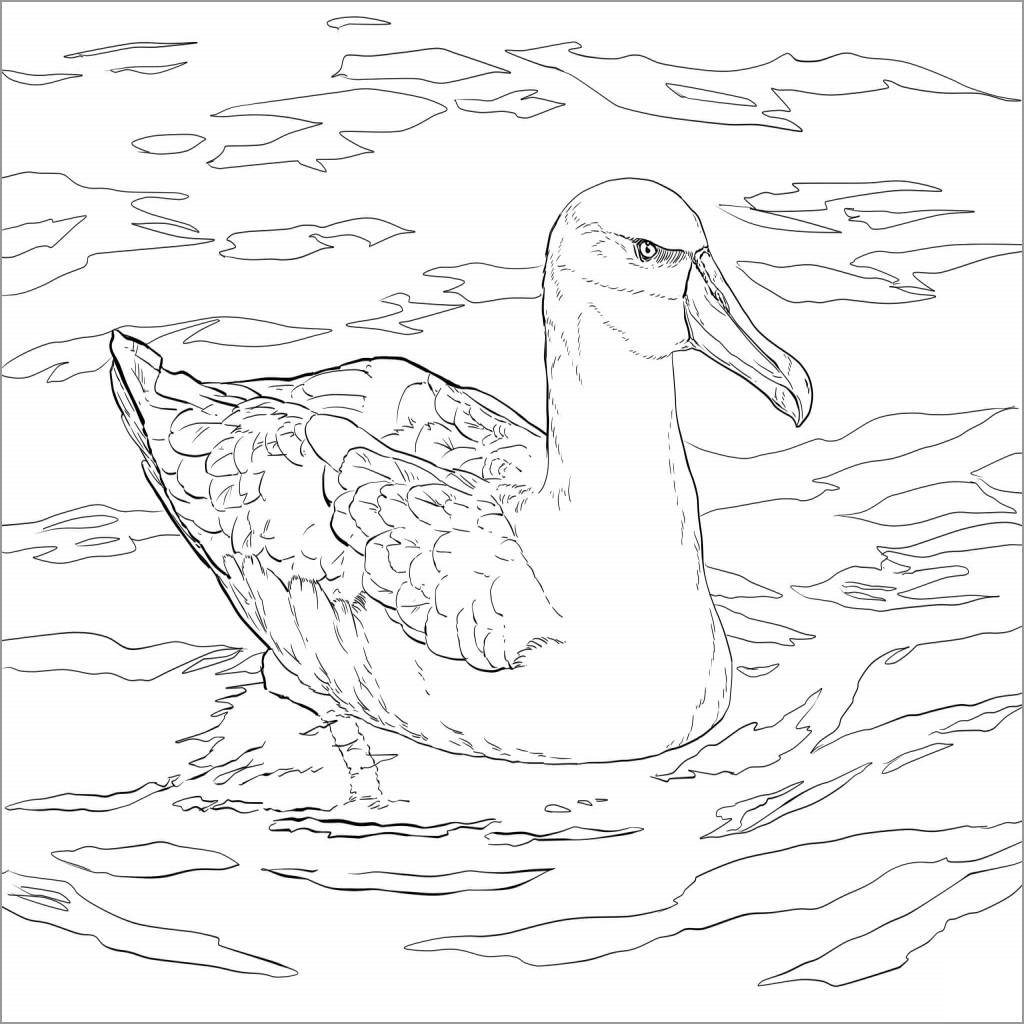 Albatross Bird In the Water Coloring Page