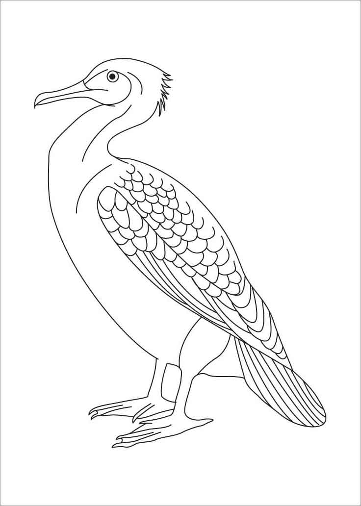 Albatross Page Coloring Pages