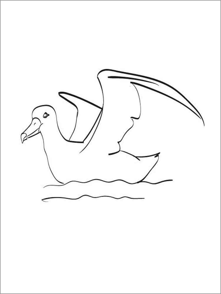 Albatross In Water Coloring Page