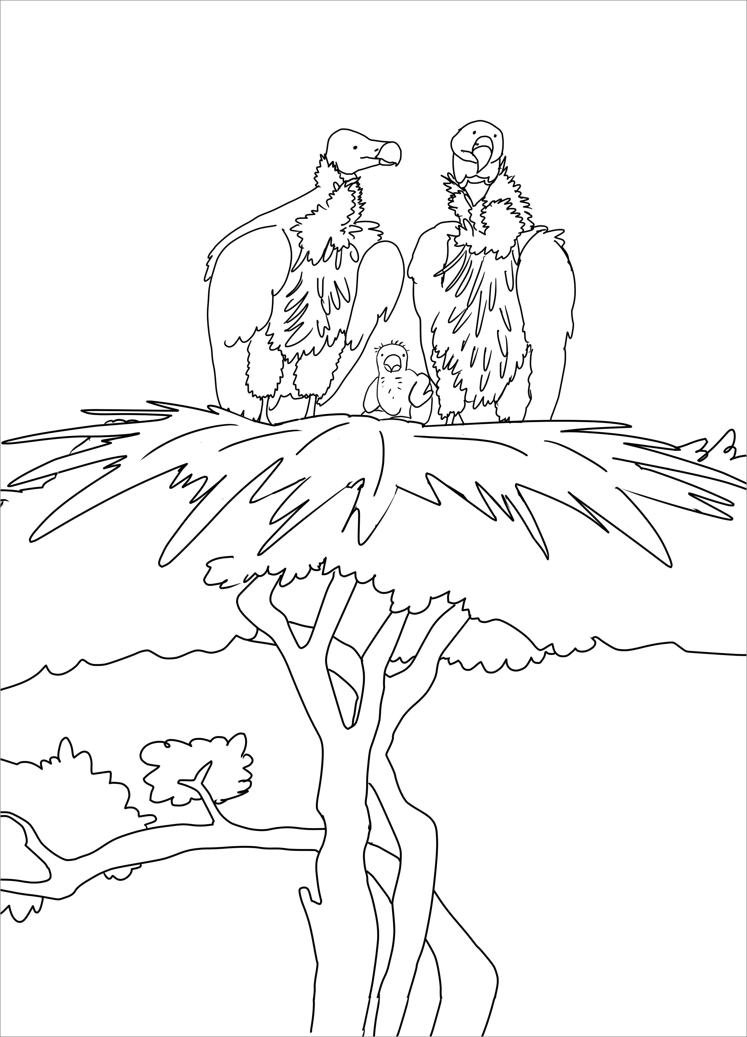 Albatross Moms and Baby Coloring Page