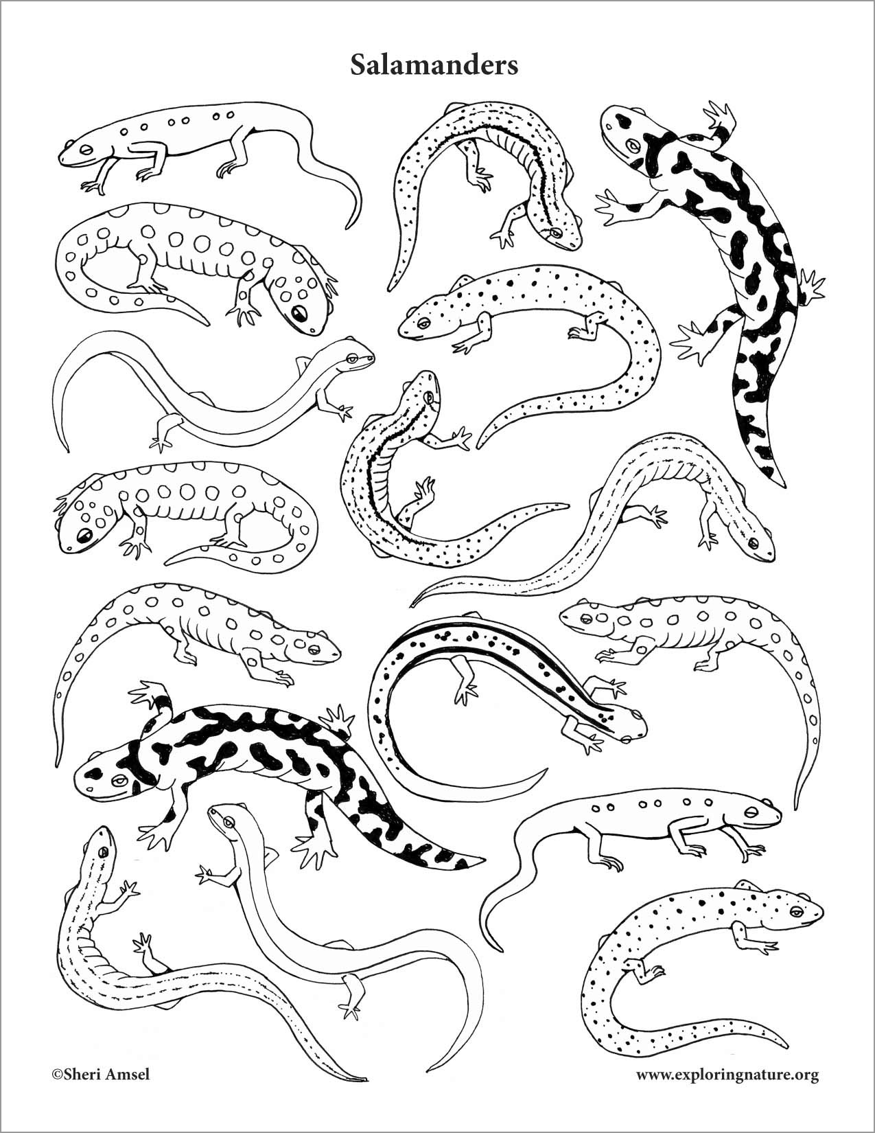 All Kind Of Salamander Coloring Page for Kids