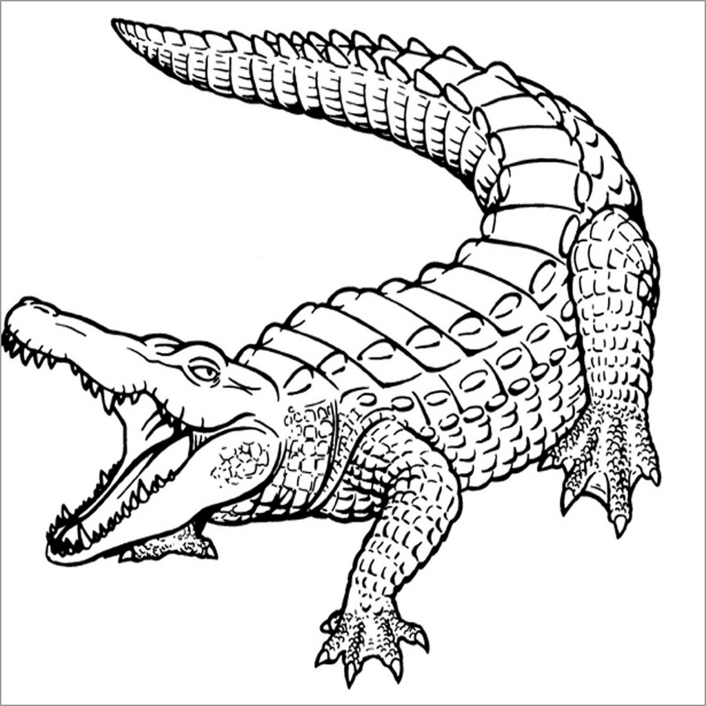 Alligator Caiman Coloring Page