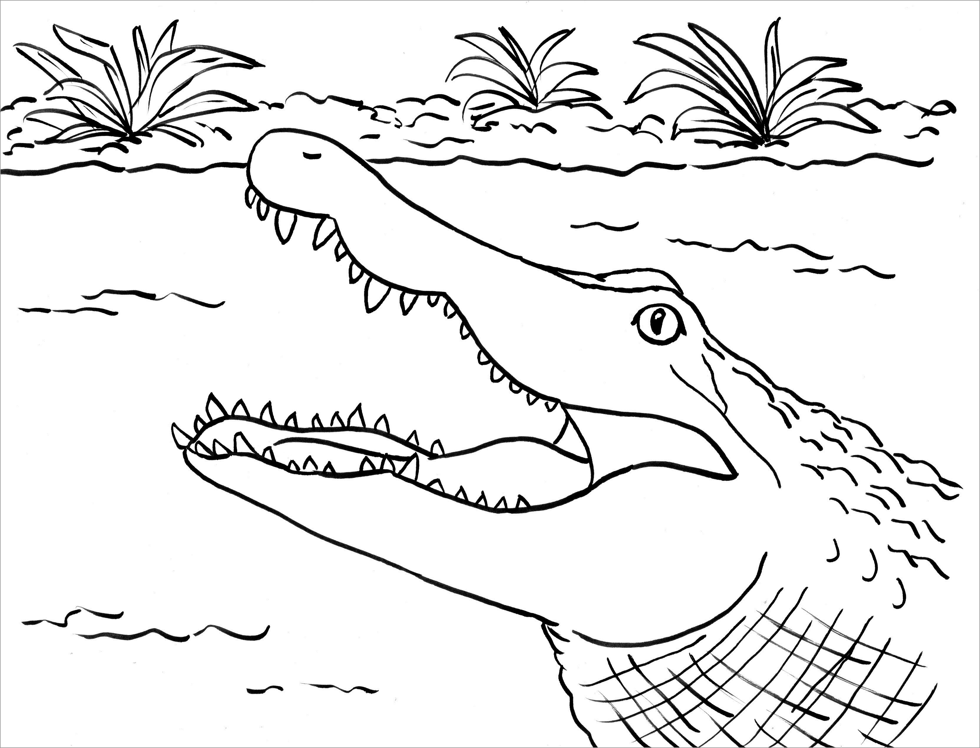 Alligator Coloring Pages