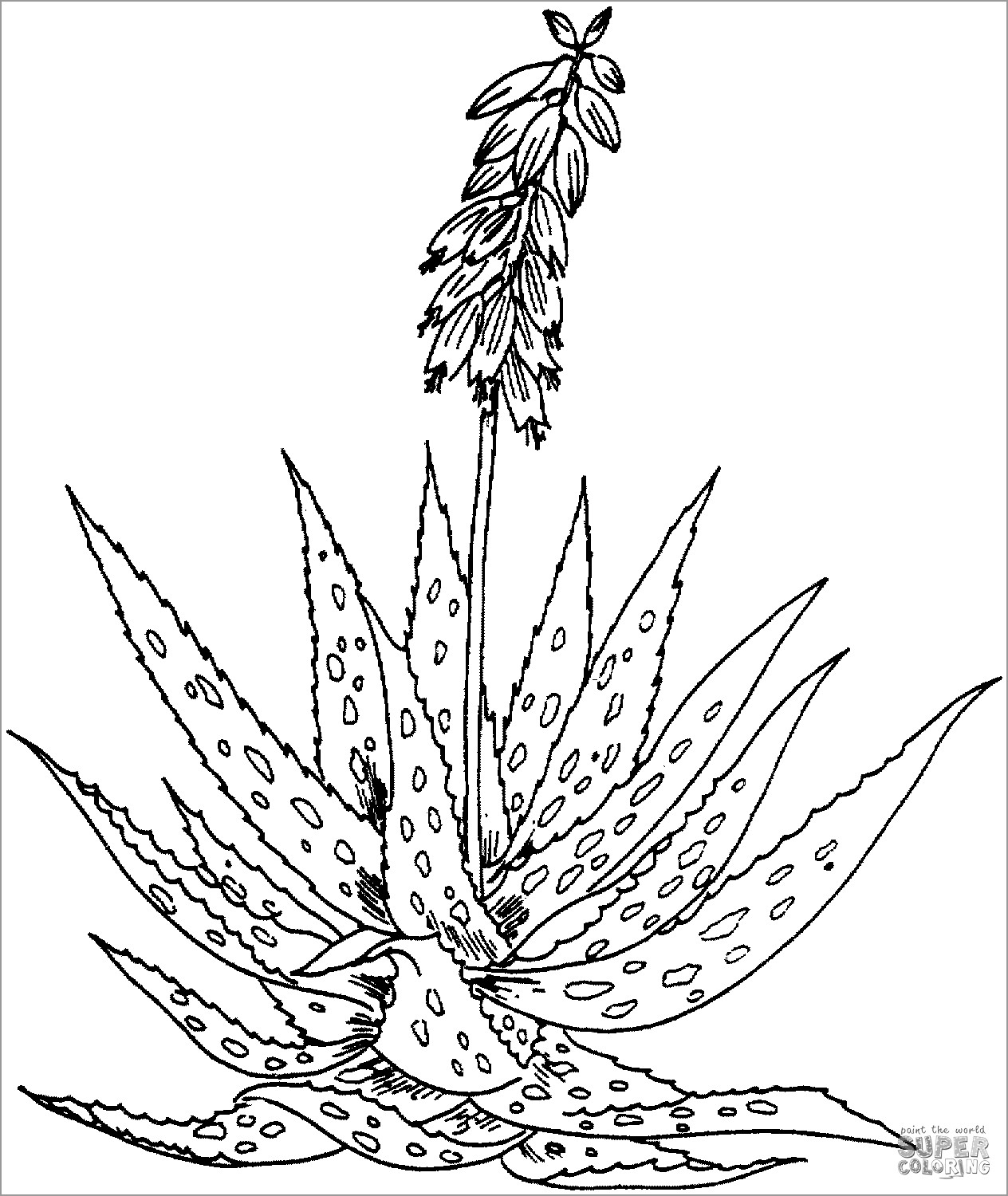 Aloe Barbadensis Miller Coloring Page