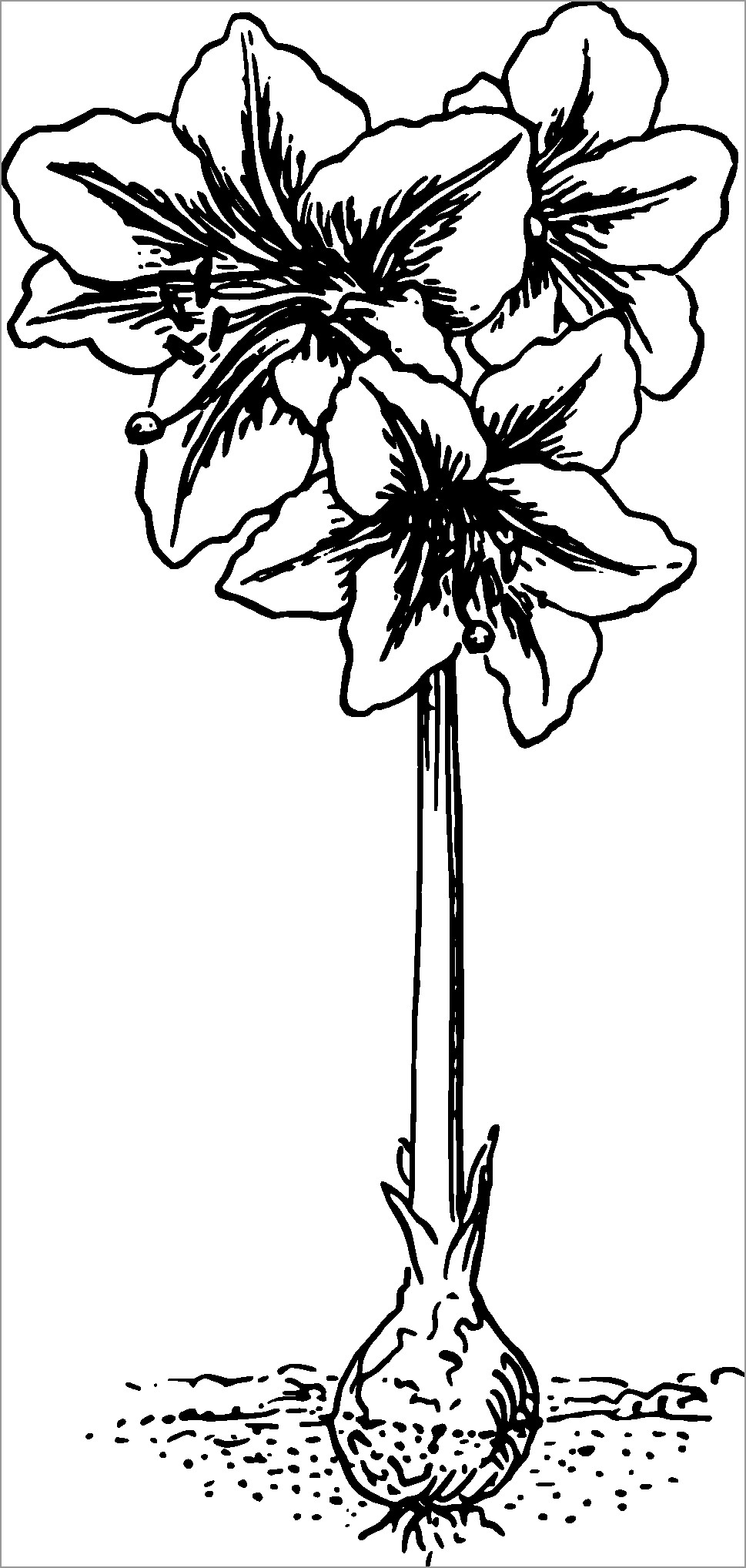 Amaryllis Black and White Botanical Coloring Page