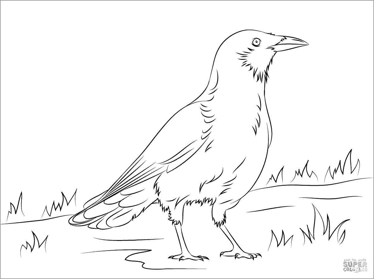 American Crow Coloring Page to Print