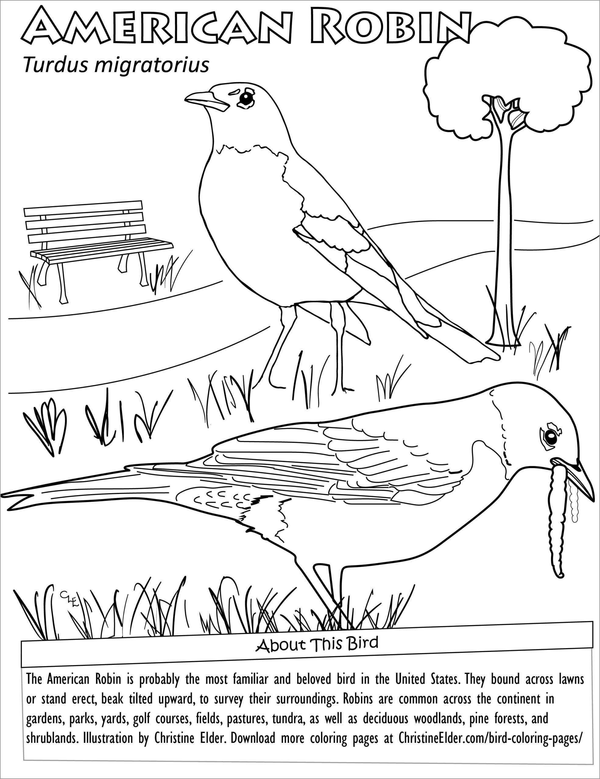 American Robin Coloring Page for Adult