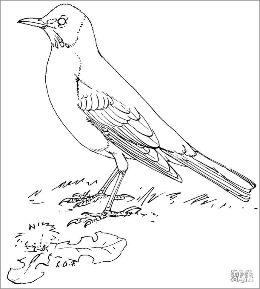 American Robin Coloring Page