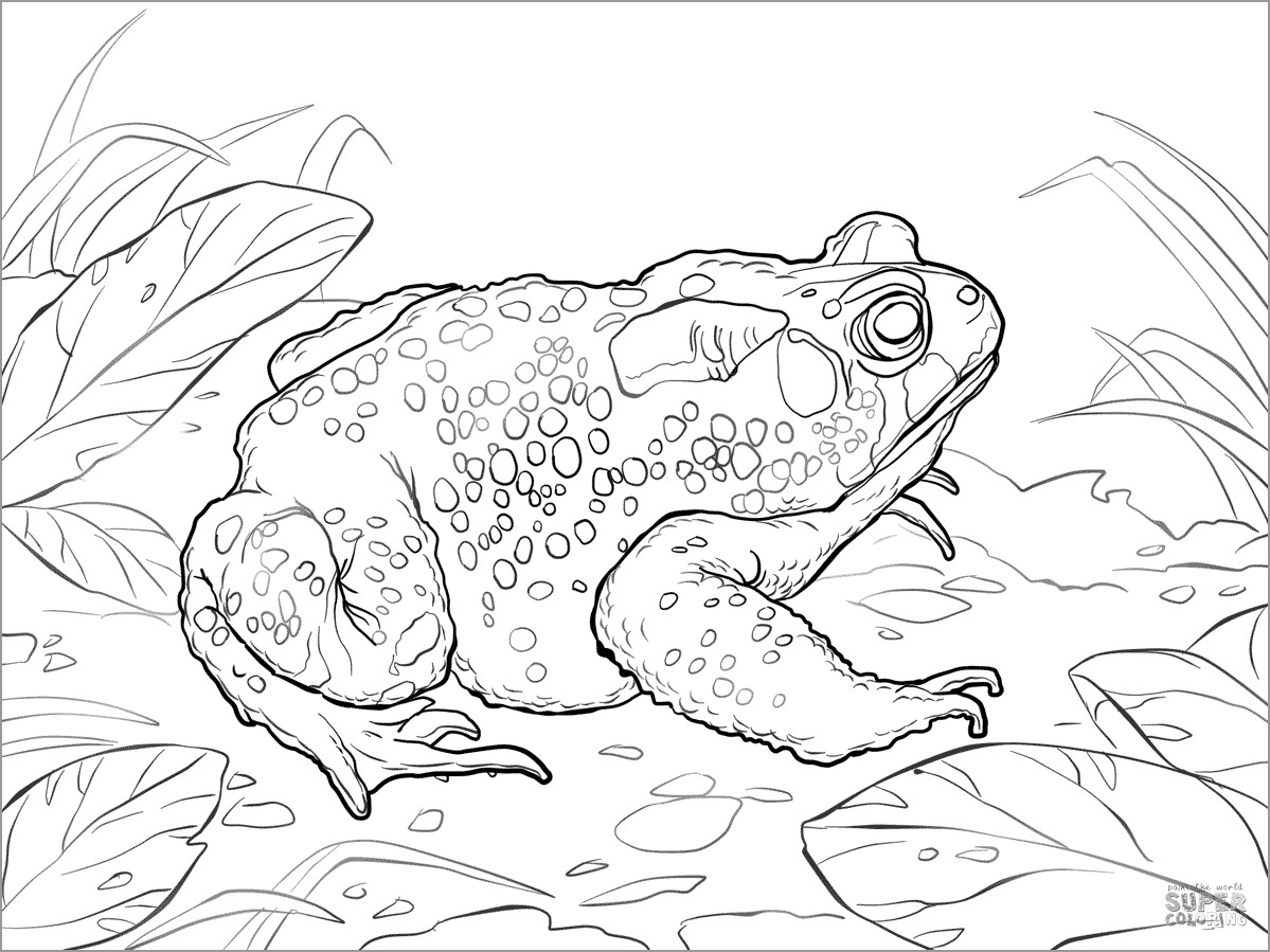 American toad Coloring Page