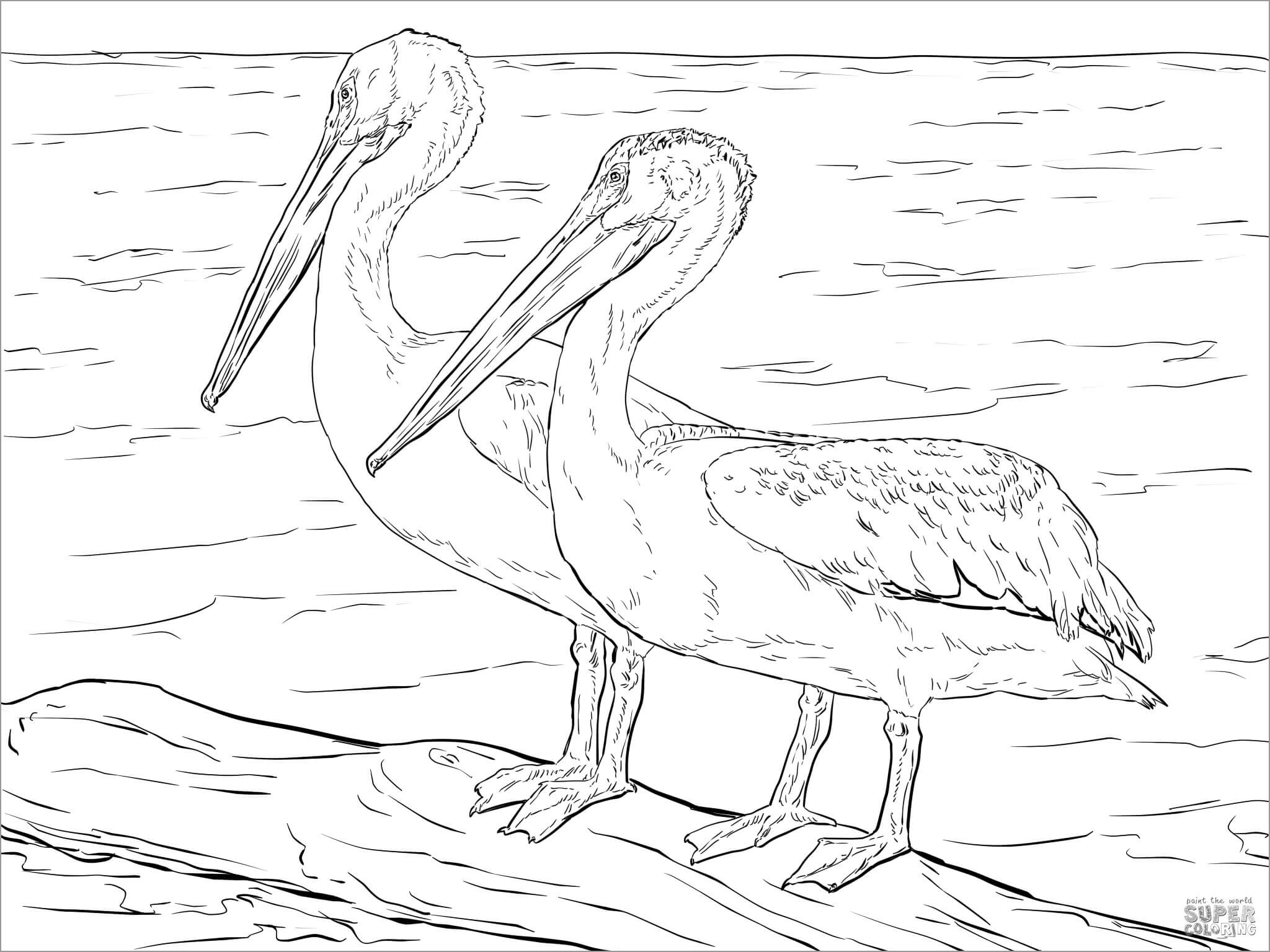 American White Realistic Pelicans Coloring Page