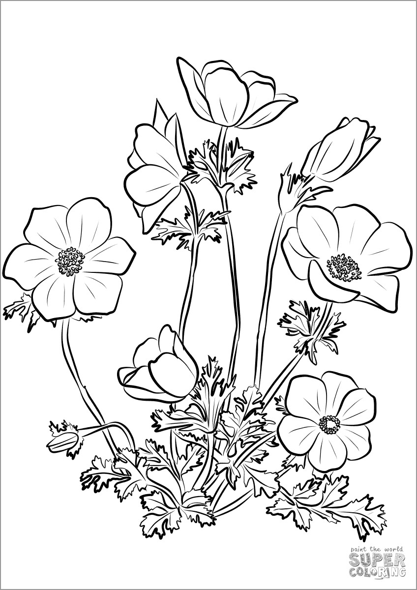 Anemone Coronaria Coloring Page