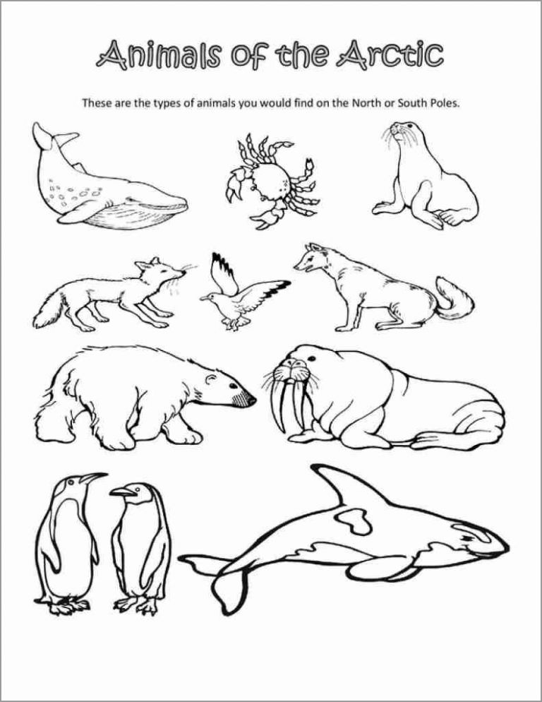 Printable Arctic Animal Coloring Pages ColoringBay