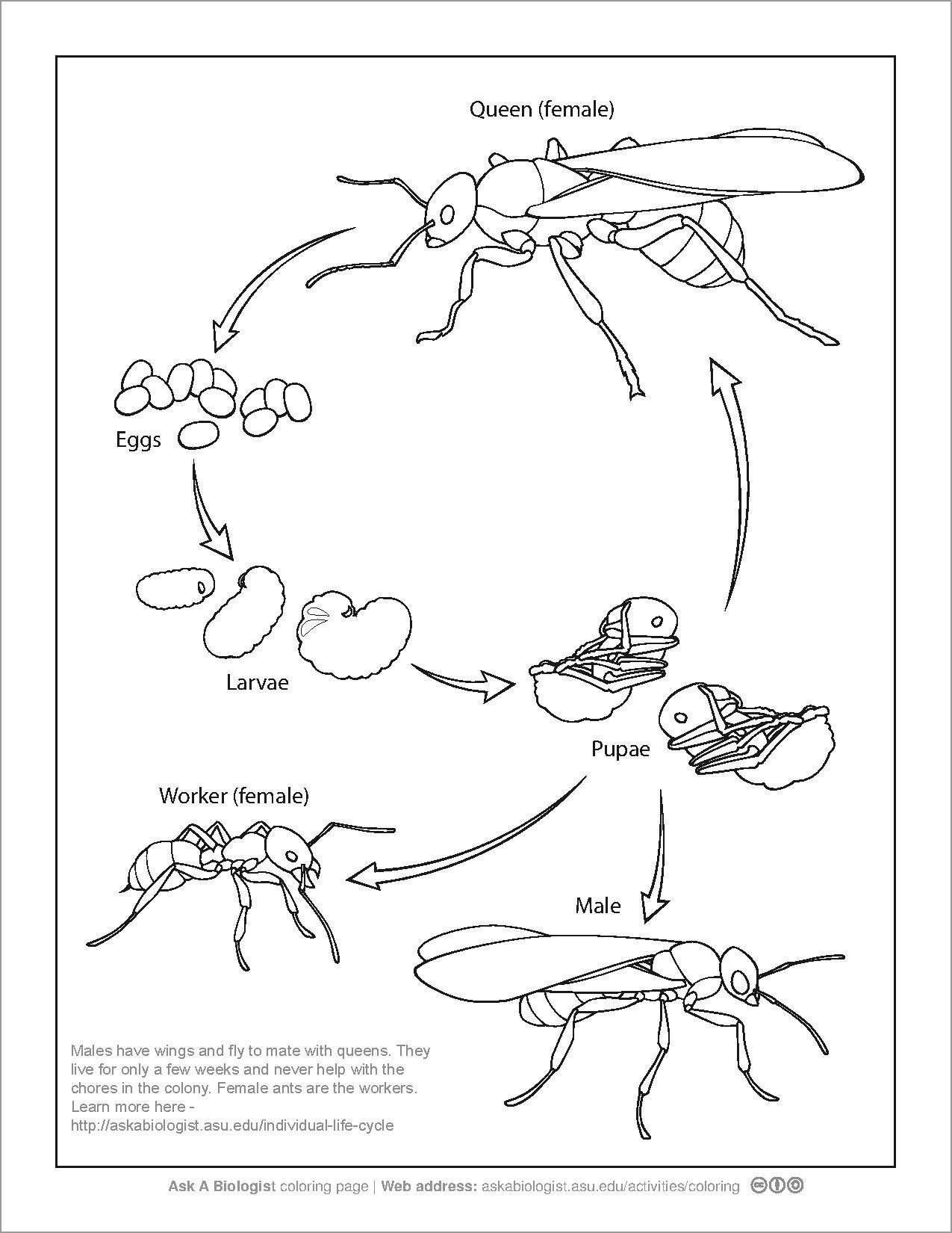 Ant Life Cycle Coloring Page