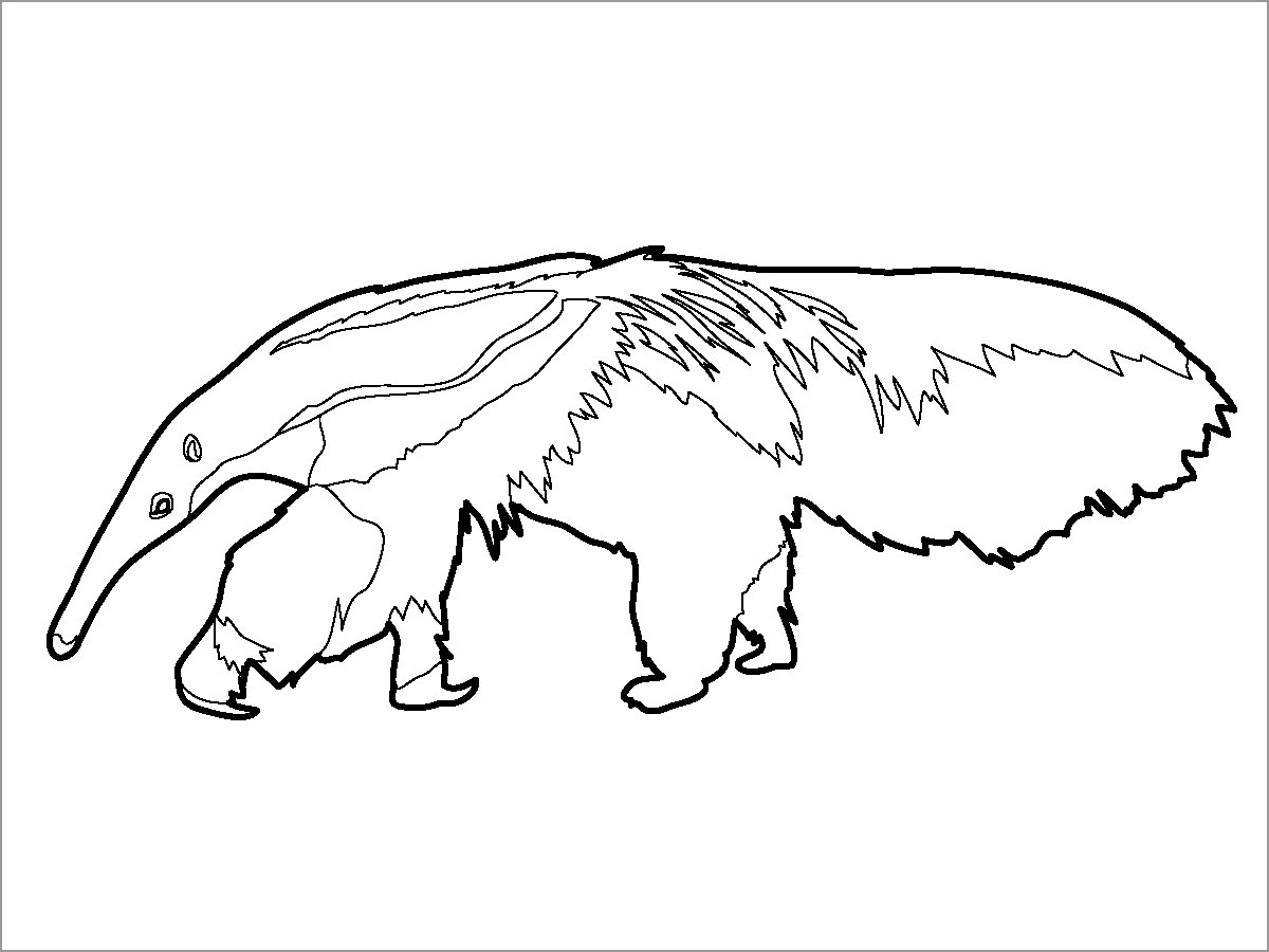 Anteater Coloring Page for Kids