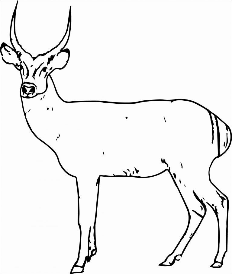 Antelope Spotted Deer Coloring Page - ColoringBay
