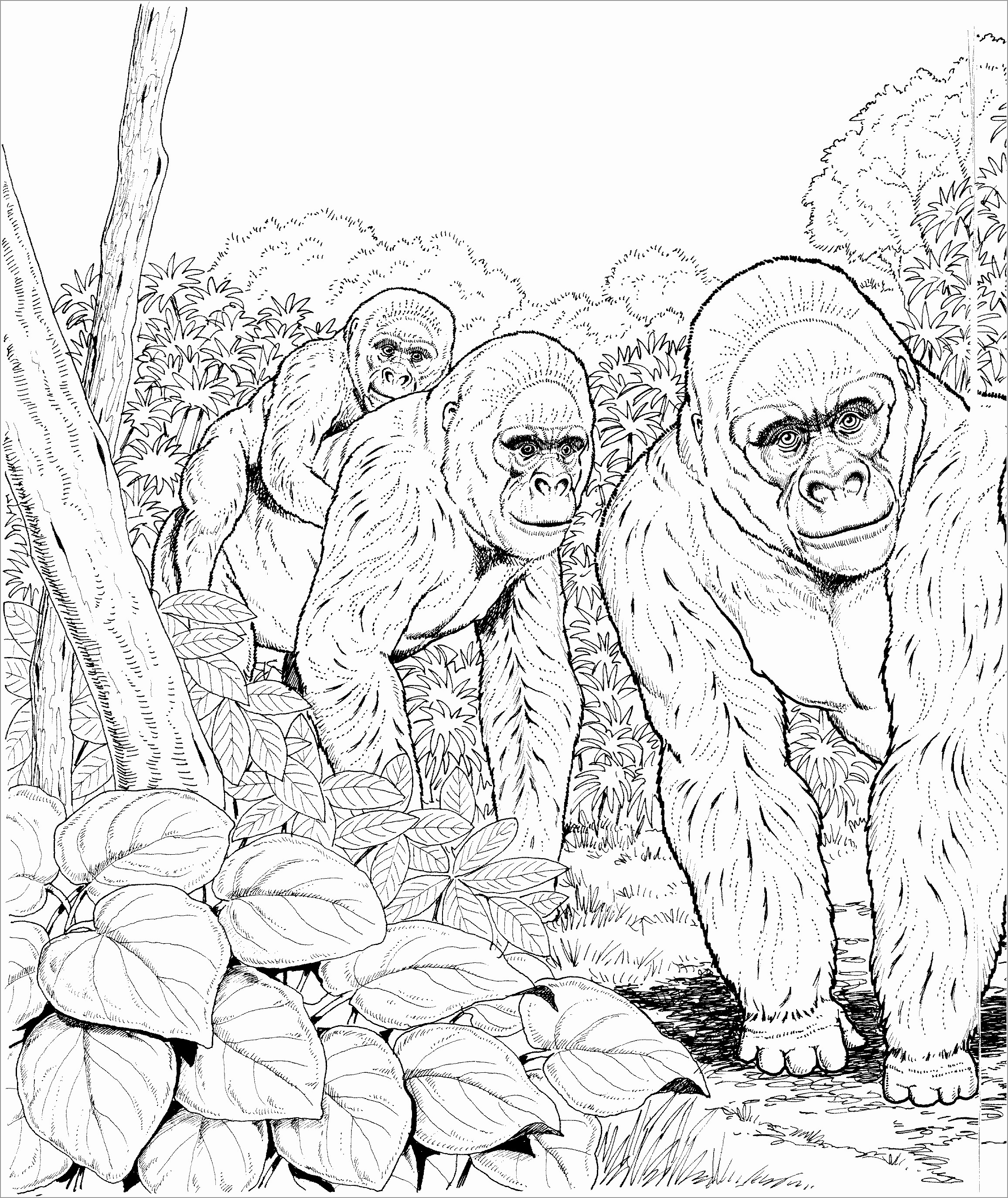 Apes In the forest Coloring Page