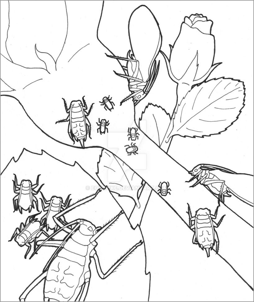 Aphid Insect Coloring Page
