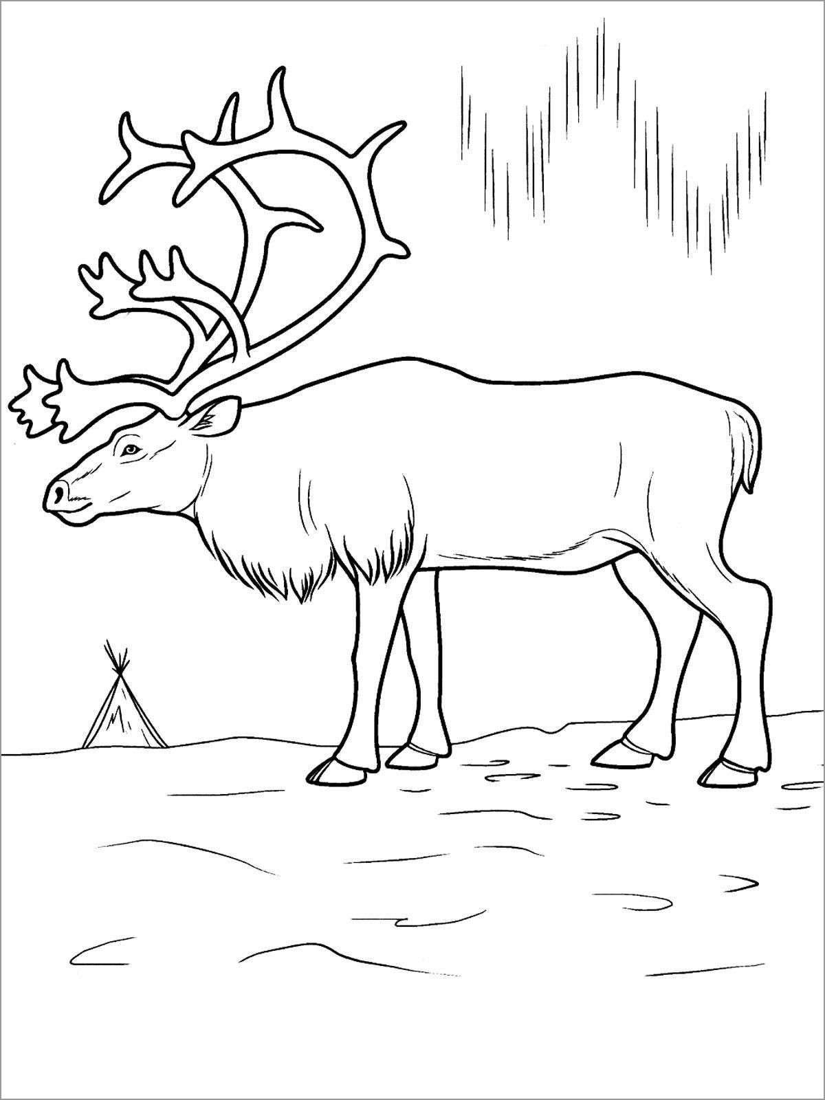 Download Arctic Animals Coloring Pages - ColoringBay