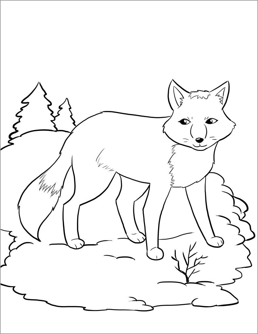 Arctic Fox Coloring Page   ColoringBay