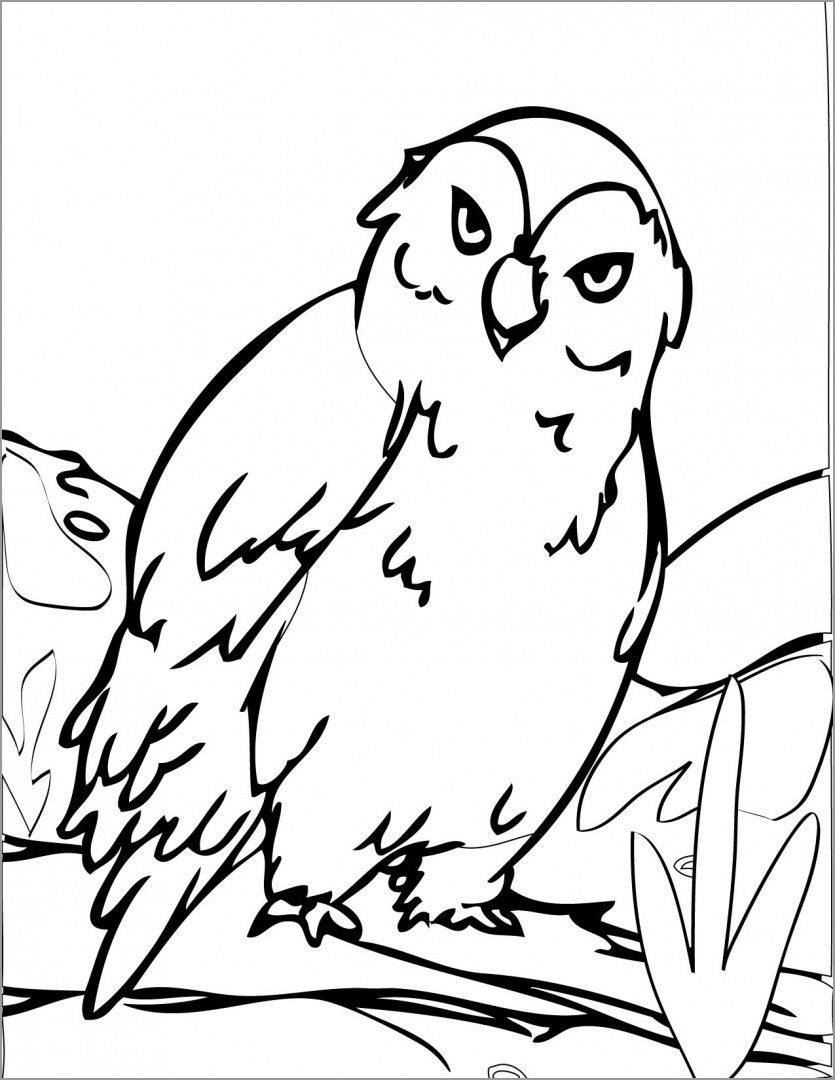 Arctic Owl Animal Coloring Page