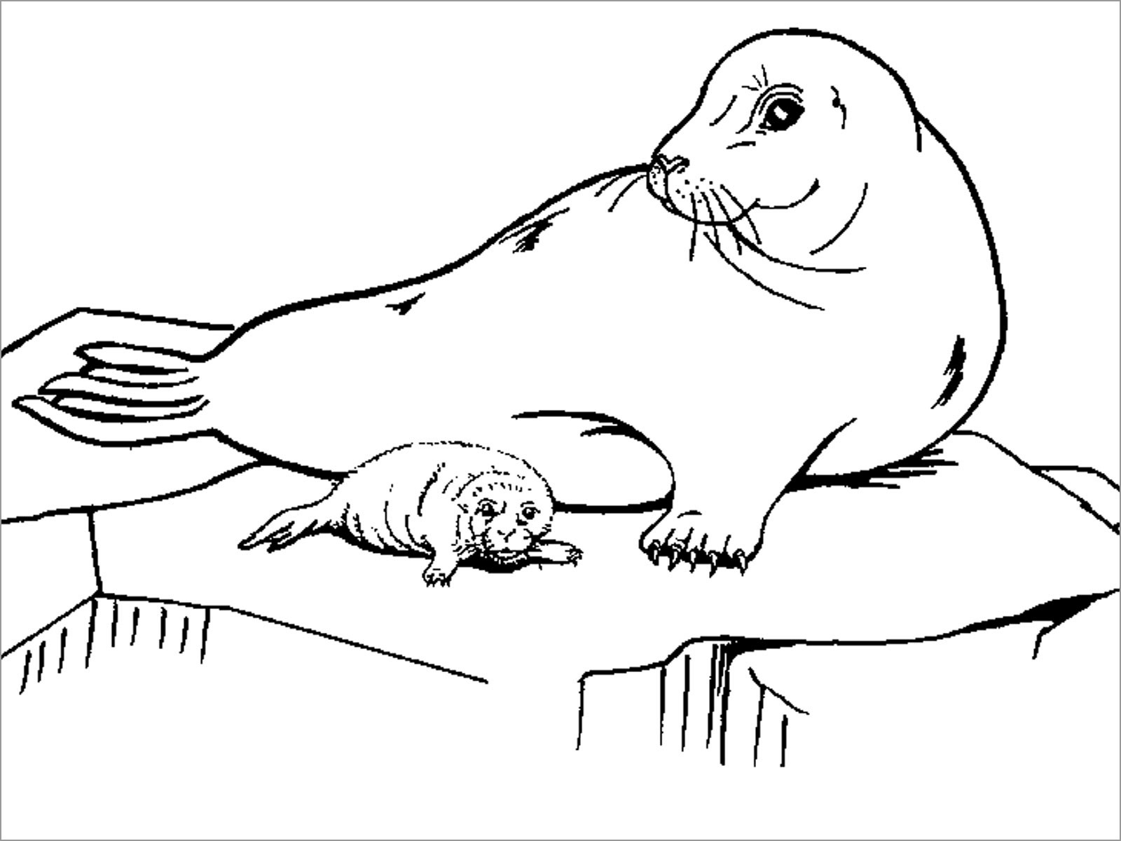 Arctic Animals Coloring Pages - ColoringBay