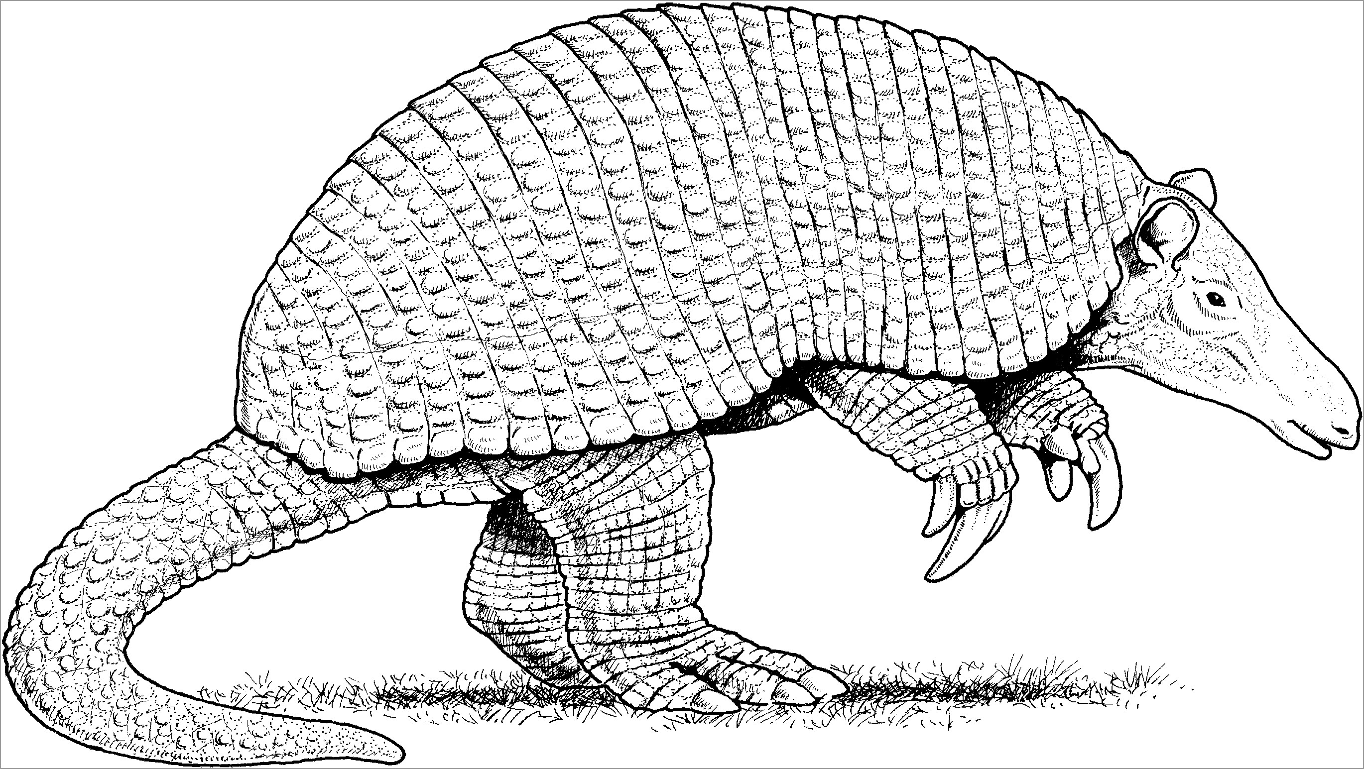 Armadillo Coloring Pages to Print
