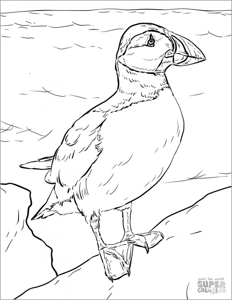 Atlantic Puffin Coloring Page - ColoringBay