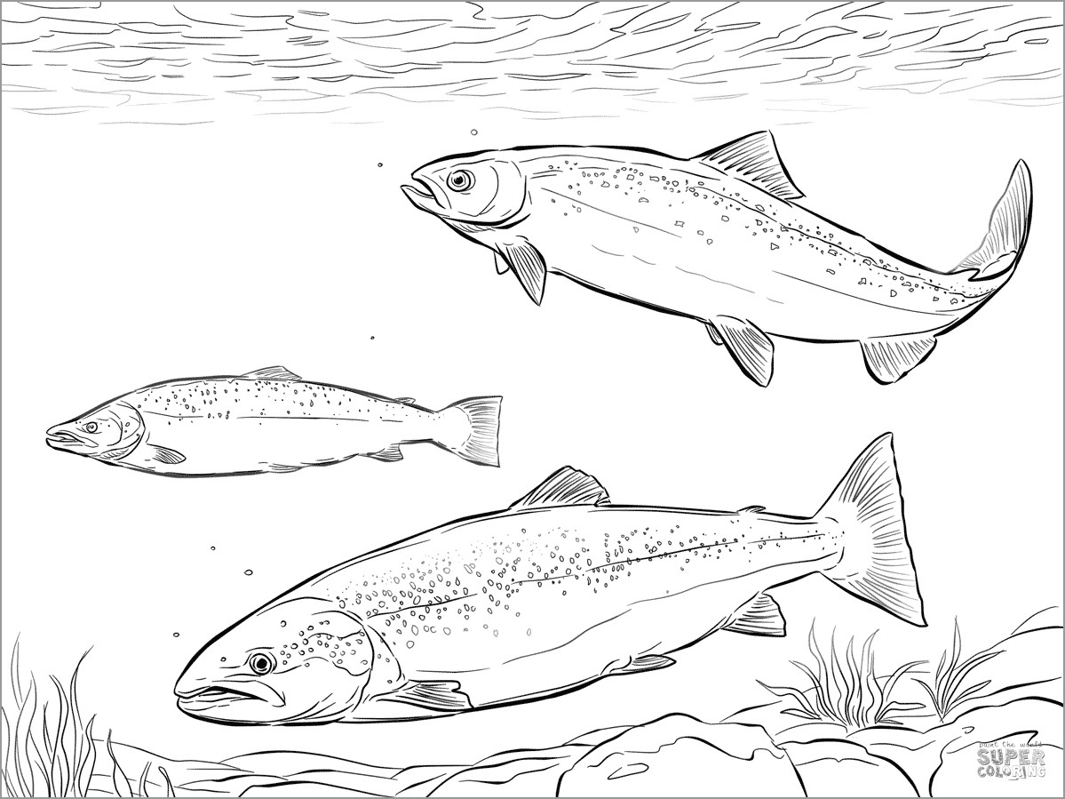 Atlantic Salmon Shoal Coloring Page