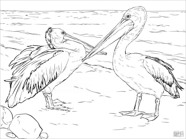 Australian Pelicans Coloring Page to Print - ColoringBay