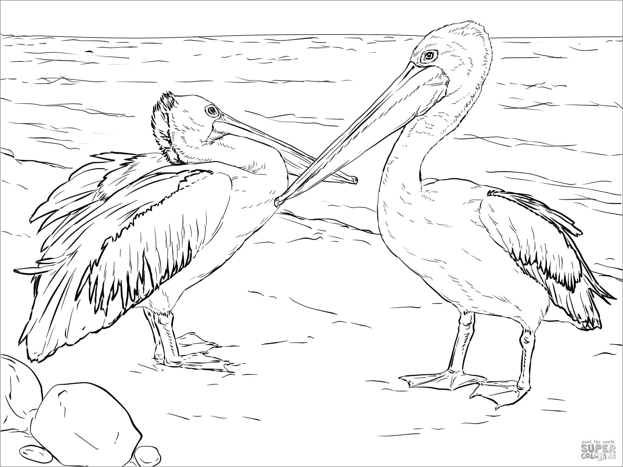Australian Pelicans Coloring Page to Print
