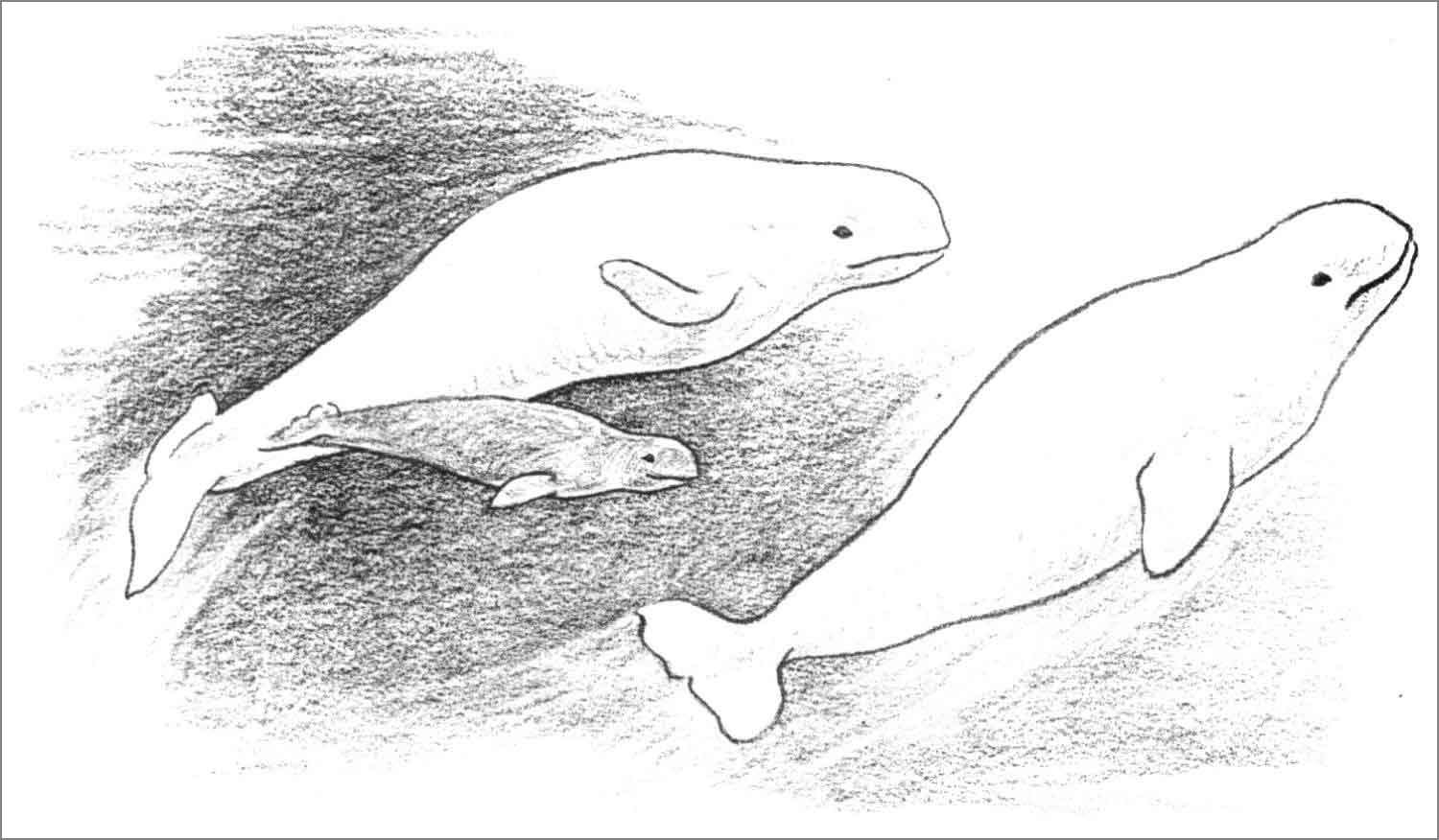 Baby Beluga Coloring Page