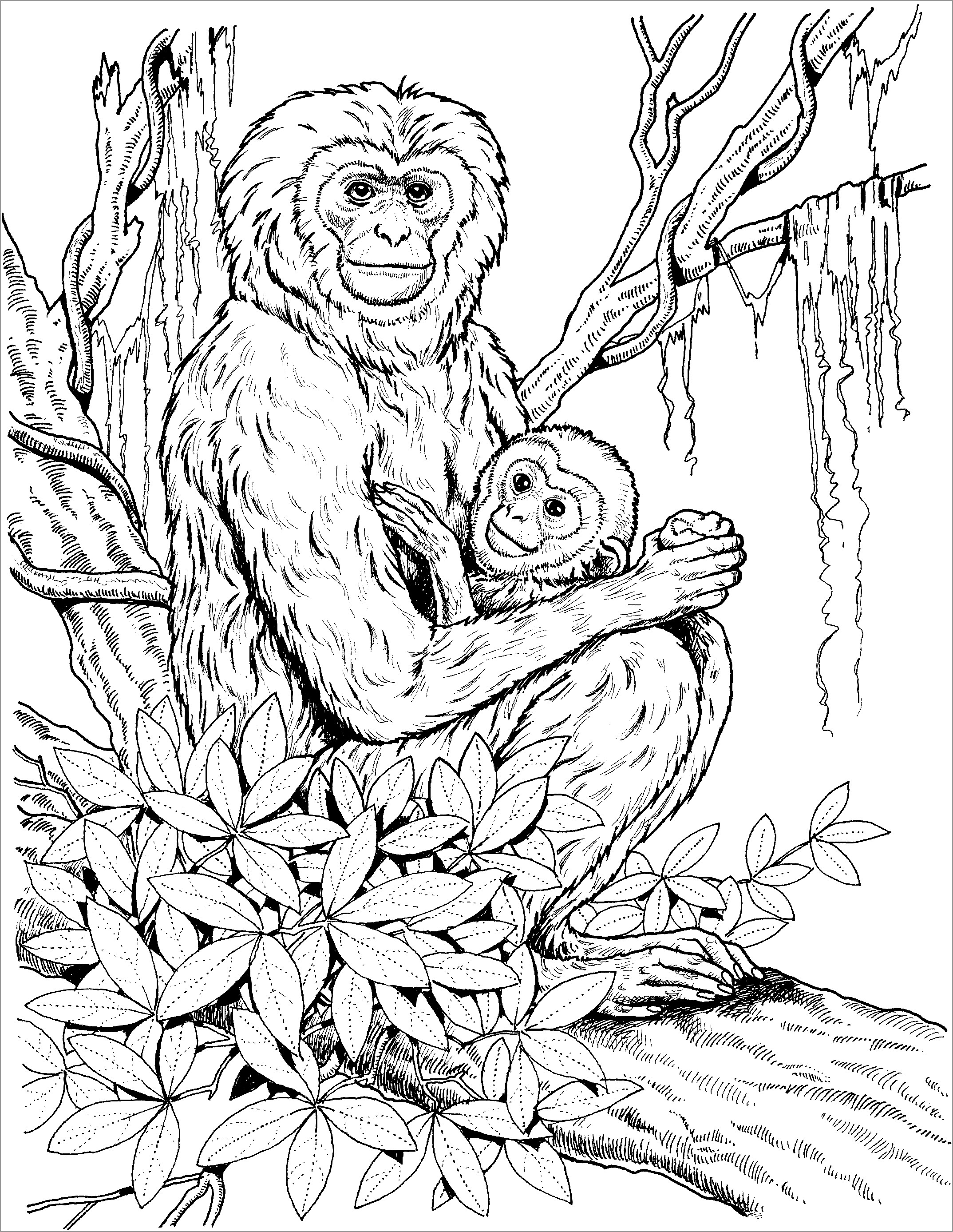 Baby Chimpanzee Coloring Pages