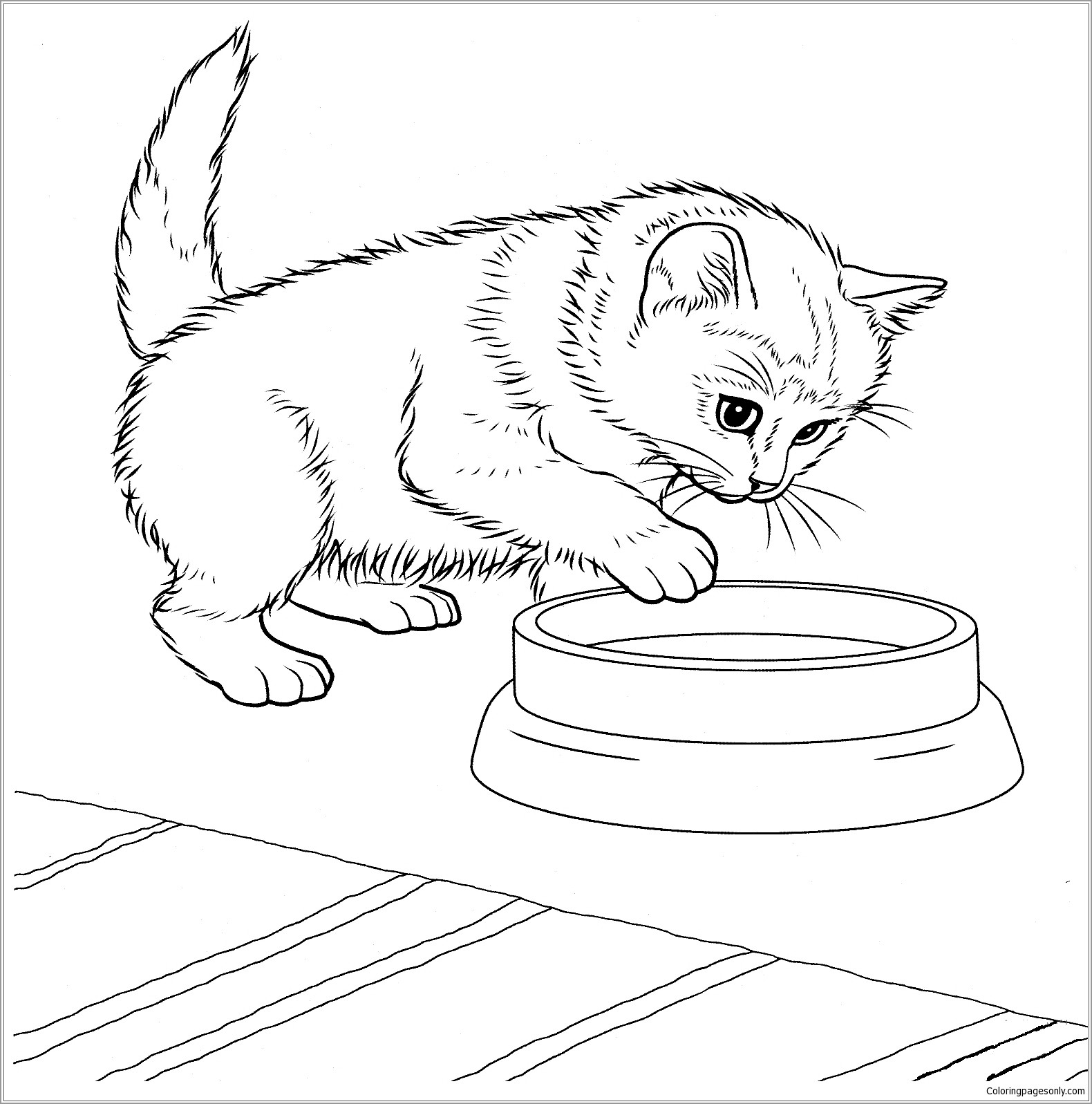 Baby Kitten Coloring Page   ColoringBay