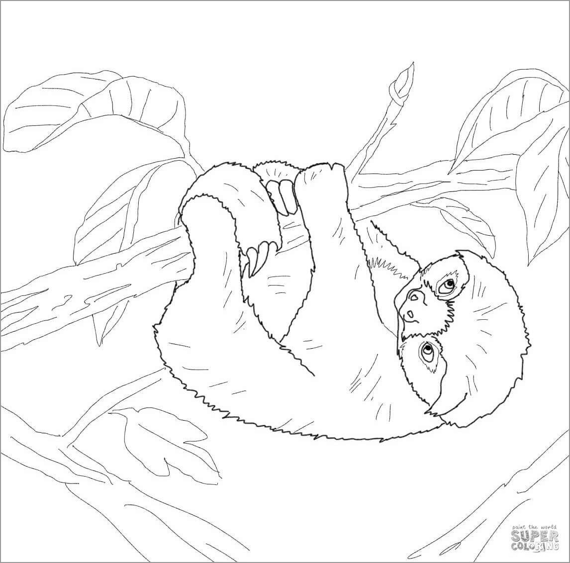 Baby Sloth Coloring Page