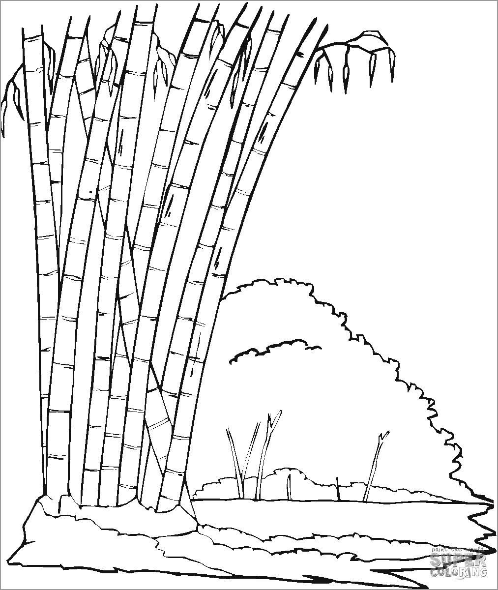 Bamboo Forest Coloring Page Coloringbay