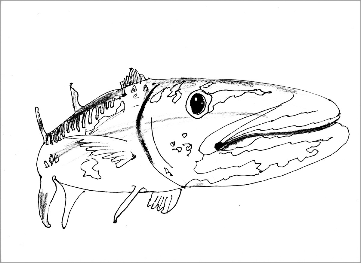 Barracuda Coloring Page for Kids