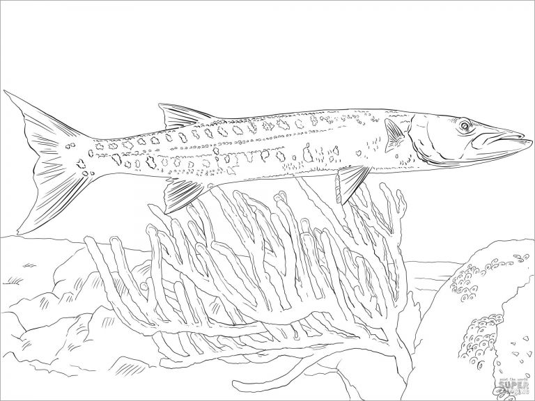 Barracudas Coloring Pages - ColoringBay