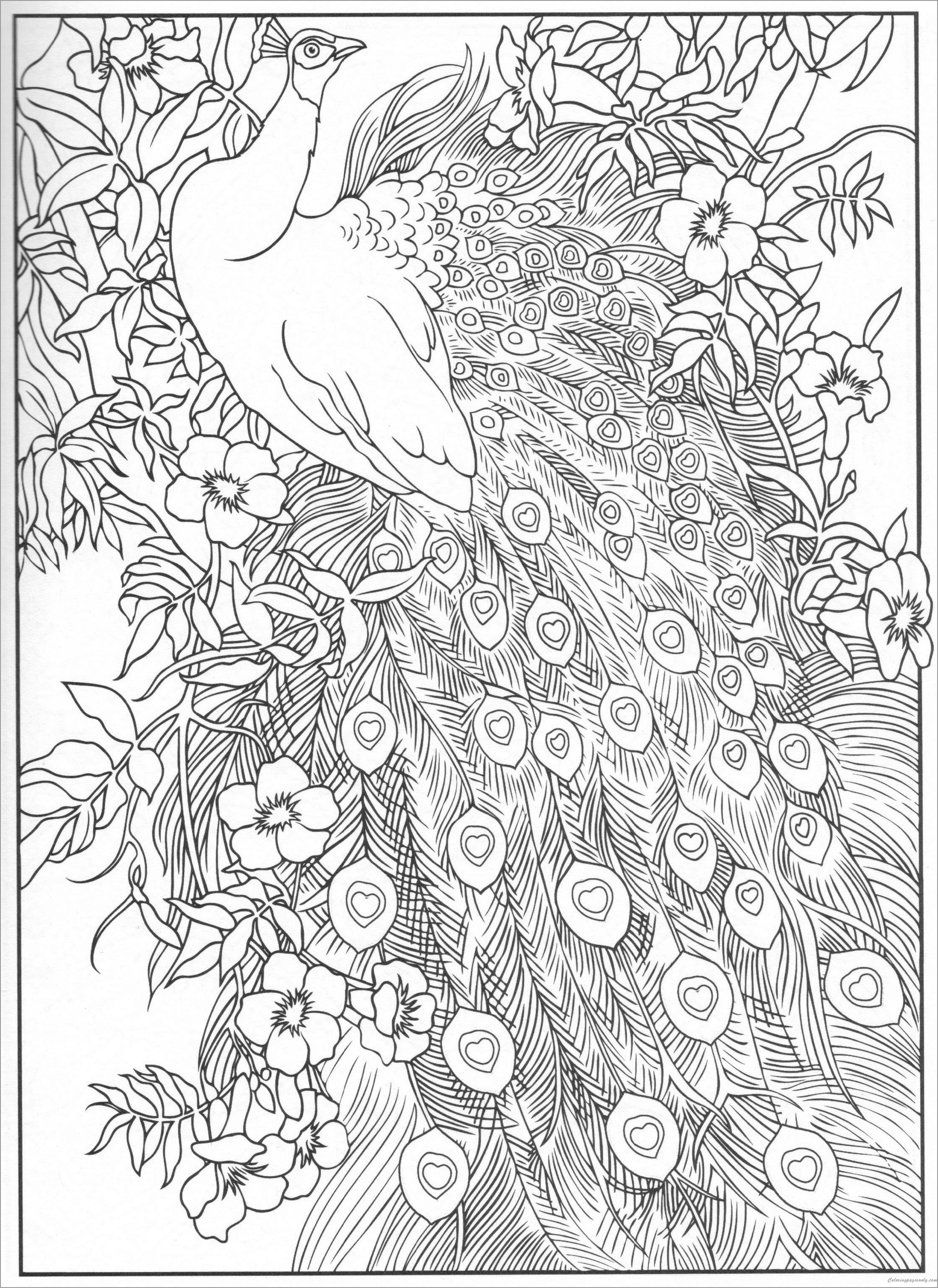 Beauty Peacock Coloring Page for Adult