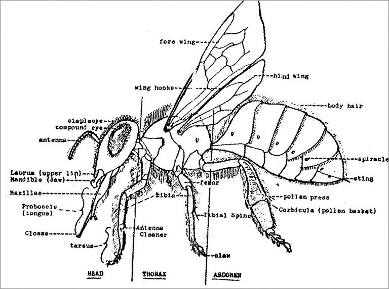 Bee Life Cycle Coloring Page - ColoringBay